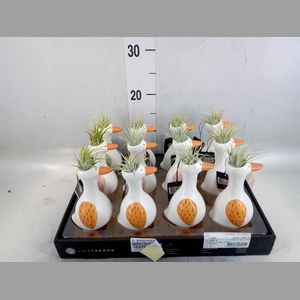 Arr.   Kamerplant Groen L%