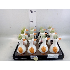 Arr.   Kamerplant Groen L%