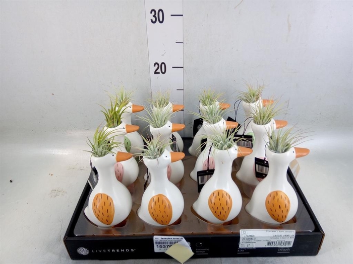 <h4>Arr. Kamerplant Groen L%</h4>