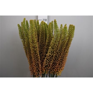 Eremurus Emmy Ro
