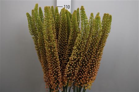 <h4>Eremurus Emmy Ro</h4>
