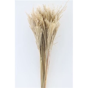Dried Stipa Feather Natural P. Stem