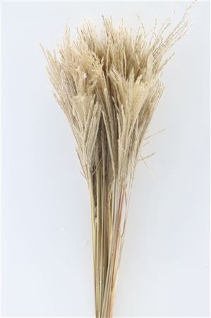 Dried Stipa Feather Natural P. Stem