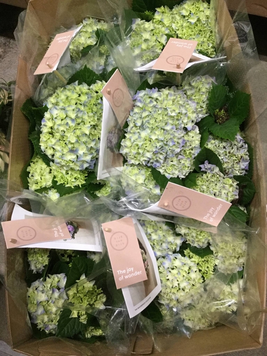 Hydrangea blue 5/6 flowers