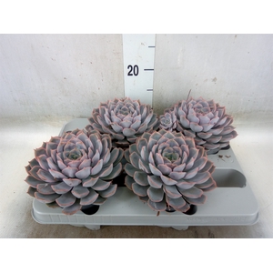 Echeveria  'Orion'