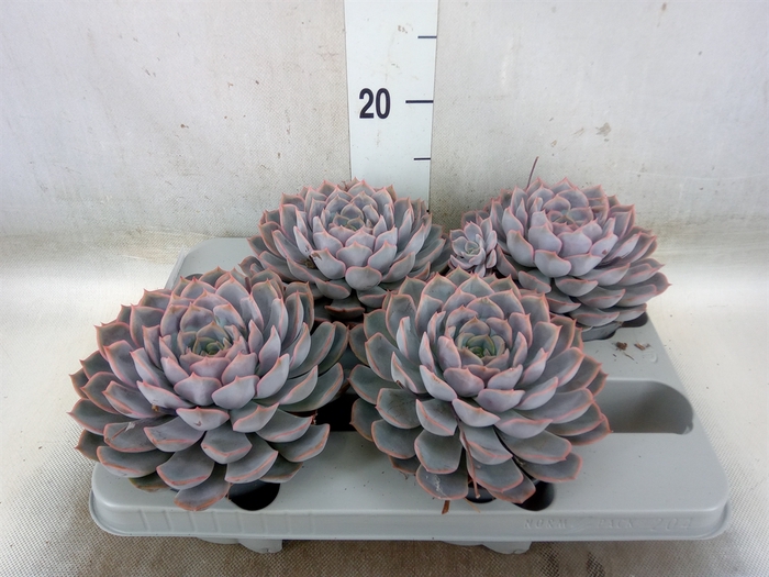 <h4>Echeveria  'Orion'</h4>