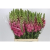 Antirrhinum Potomac Cherry Pink