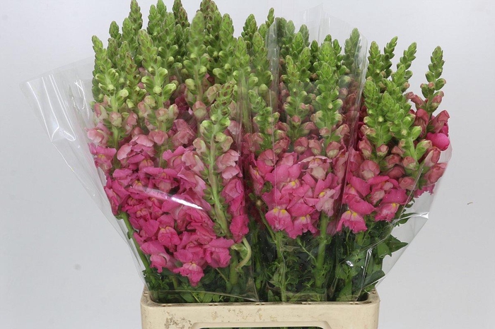 <h4>Antirrhinum Potomac Cherry Pink</h4>