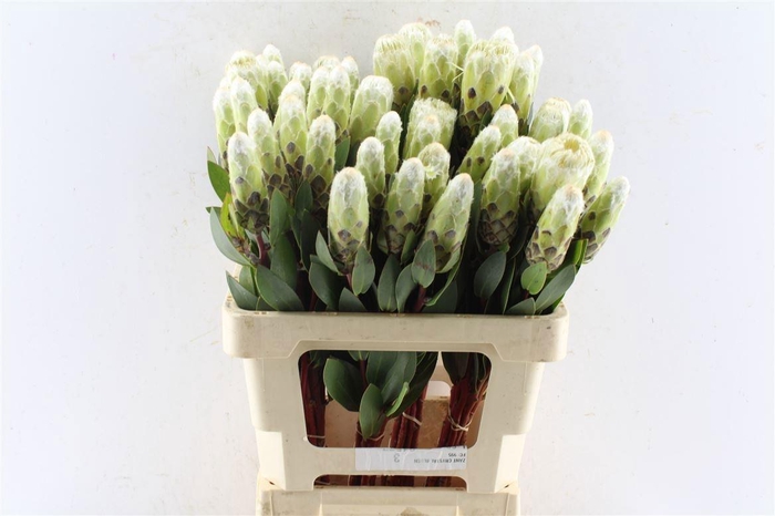 <h4>PROTEA MUNDII</h4>