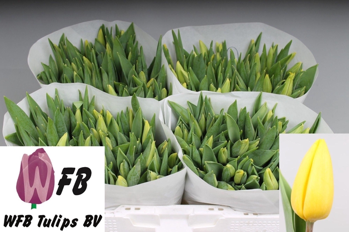 <h4>TU EN STRONG GOLD</h4>