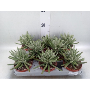 Senecio   ...
