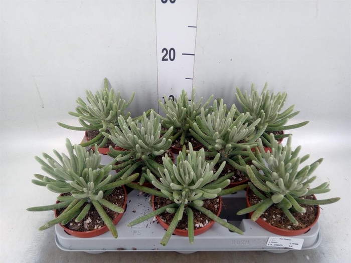<h4>Senecio   ...</h4>