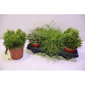 Rhipsalis Gem