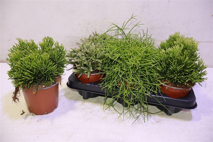 <h4>Rhipsalis Gem</h4>
