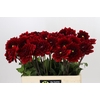 Dahlia Red Runner