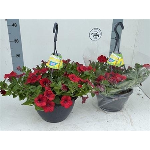 Petunia Surfinia Red
