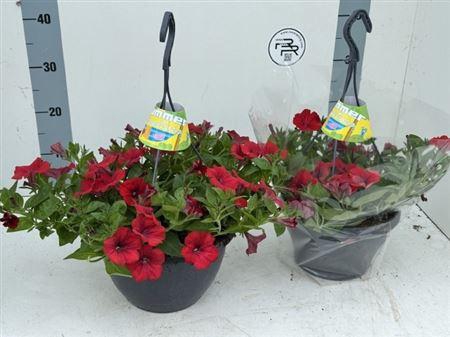 <h4>Petunia Surfinia Red</h4>