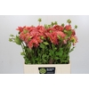 Dahlia Hillcrest Suffusion