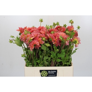 Dahlia Hillcrest Suffusion