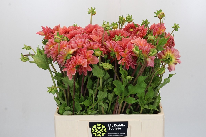 Dahlia Hillcrest Suffusion