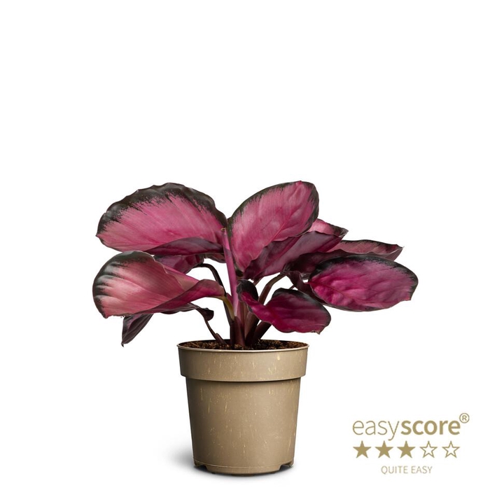 <h4>CALATHEA SPECIES P11 ROSEY</h4>