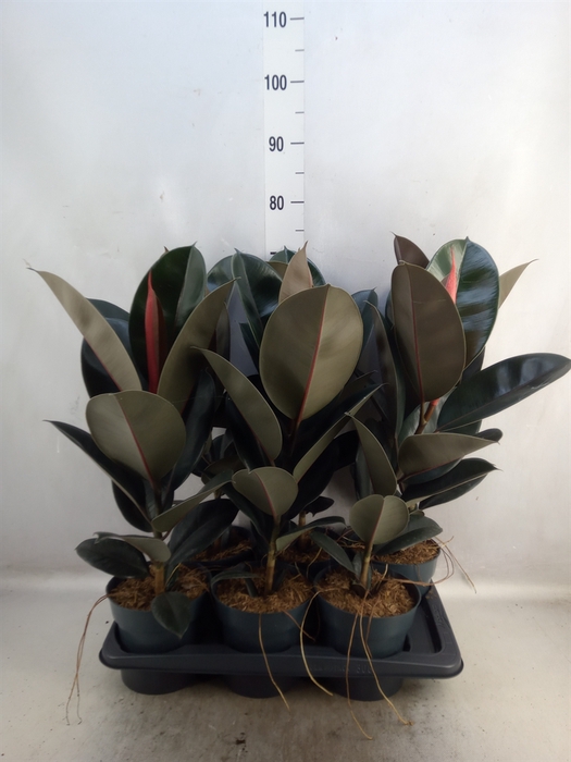 Ficus elastica 'Abidjan'