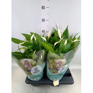 Spathiphyllum  'Pearl Cupido'