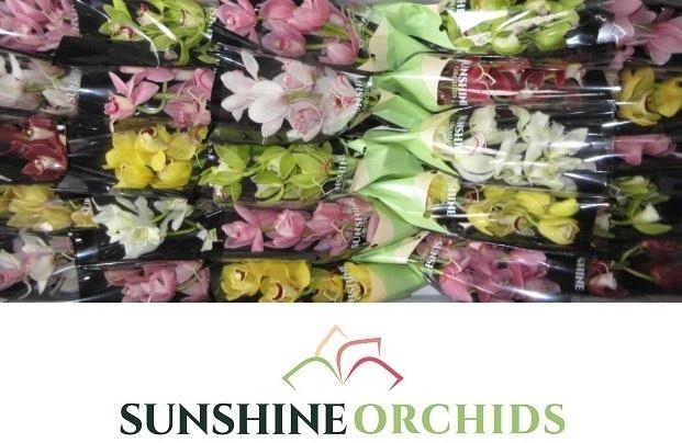 <h4>CYMB MI GEM</h4>