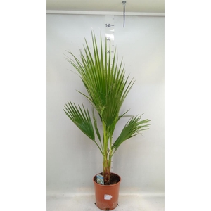 Washingtonia filifera