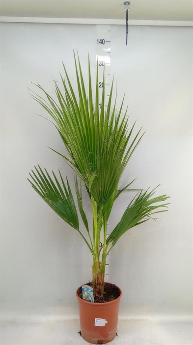 <h4>Washingtonia filifera</h4>