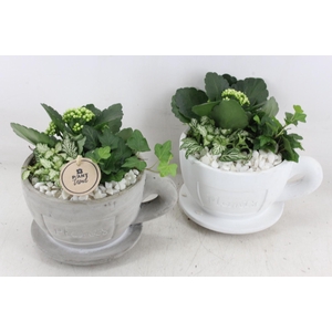 arr2 PL - Kop en schotel x3 - wit