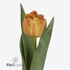 Tulipa do lorenzo