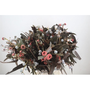 Euca Boule Flower Red P Bunch