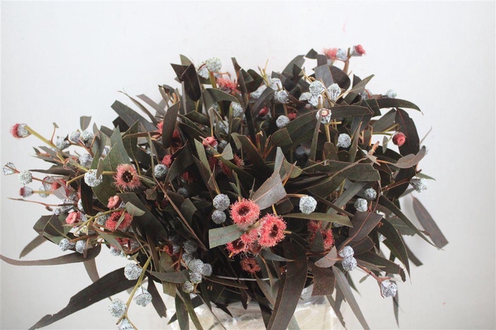 <h4>Euca Boule Flower Red P Bunch</h4>