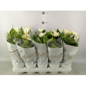Anthurium andr. 'White Champion'