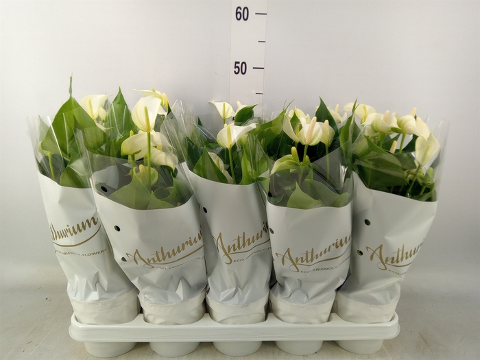 <h4>Anthurium andr. 'White Champion'</h4>