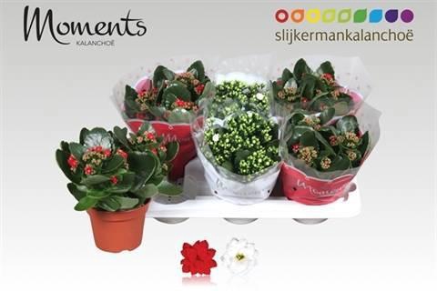 <h4>KAL GE GEM 2 KL</h4>