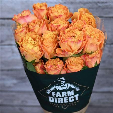 <h4>R Gr Orange Reeva</h4>