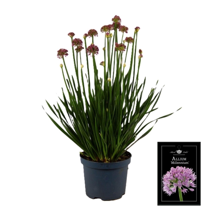 <h4>Allium Millenium</h4>