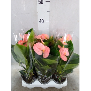 Anthurium andr. 'Spirit'