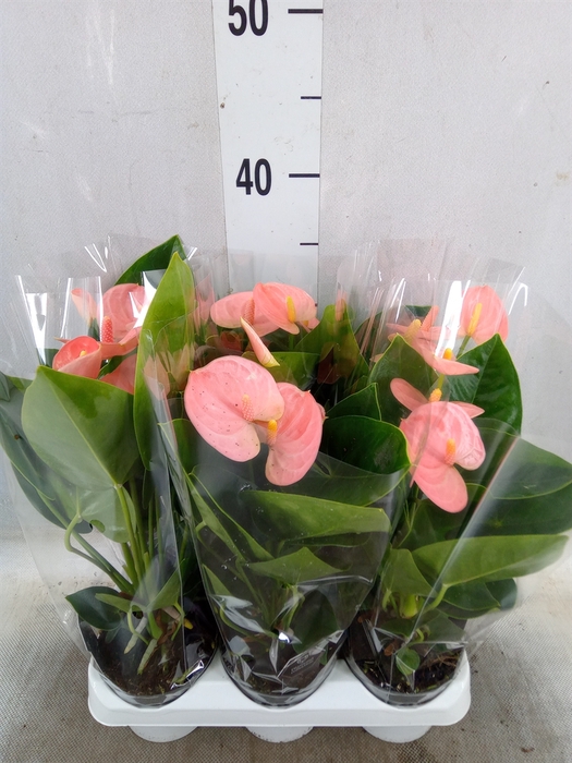 <h4>Anthurium andr. 'Spirit'</h4>