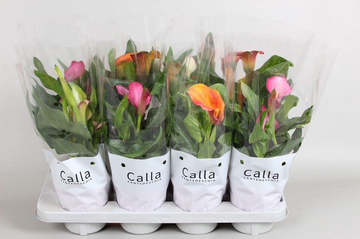 <h4>Zantedeschia gemengd Castlemix</h4>