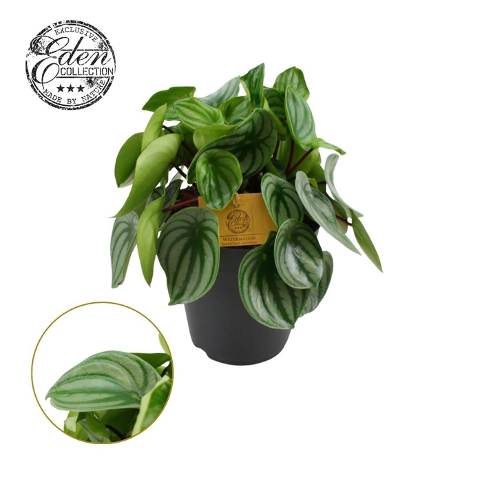 <h4>Peperomia Argyreia 15cm</h4>