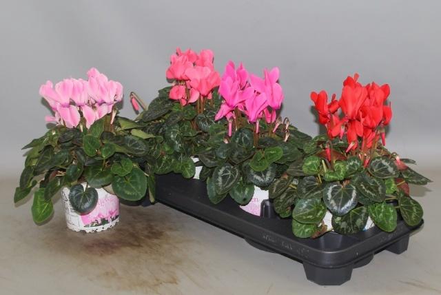 <h4>CYCL GR SUP XL</h4>