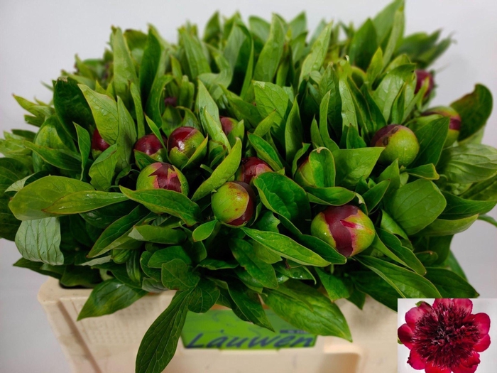 <h4>PAEONIA RED CHARM</h4>