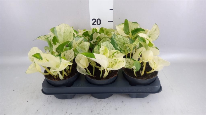 <h4>Epipremnum pinn. 'Happy Leaf'</h4>