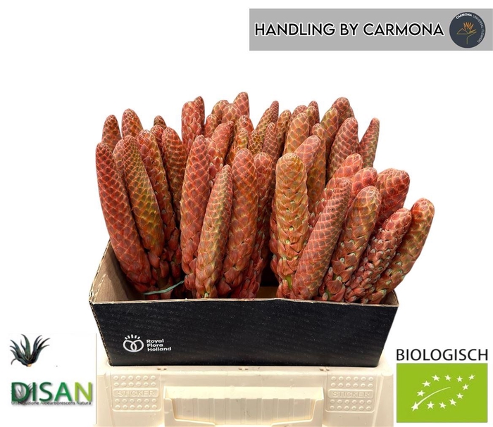 <h4>Aloe Arborescens</h4>