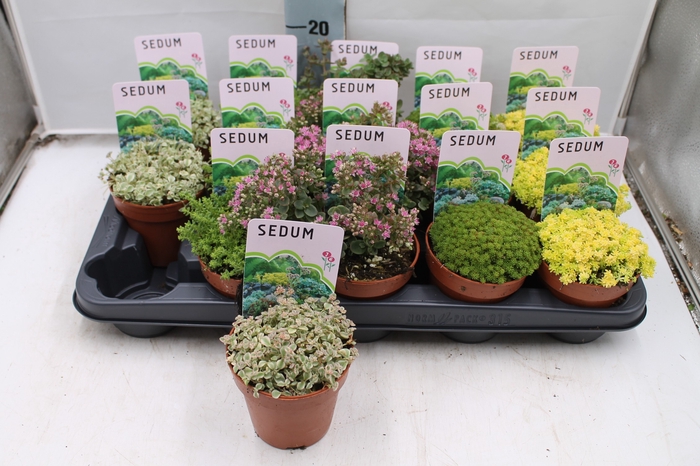 <h4>SEDUM OV</h4>