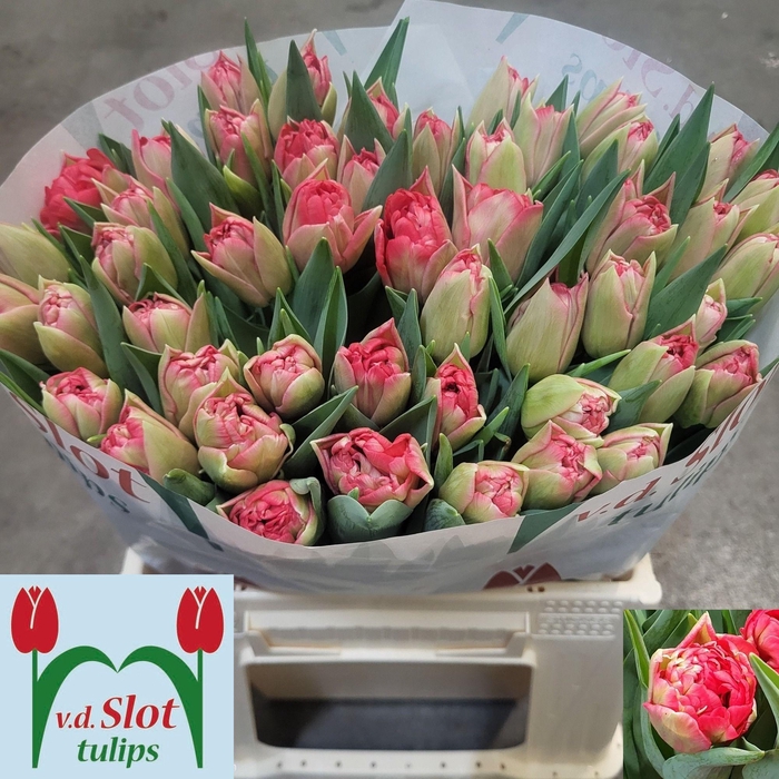 <h4>TU DU DOUBLE TWIST</h4>