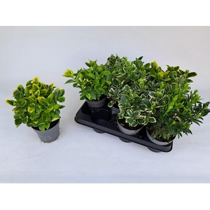 EUONYMUS JAP GEM